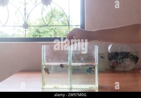 Die Kinderhand füttert kleine Fische in einem kleinen Glasbehälter auf einem Holztisch mit sanftem Licht vom Fenster am Morgen. Stockfoto