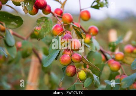 Obstbaum mit unreifen roten Jujube-Früchten oder Apfel kul Boroi im Herbstgarten Stockfoto