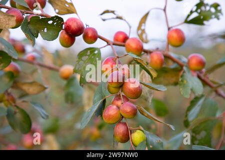 Obstbaum mit unreifen roten Jujube-Früchten oder Apfel kul Boroi im Herbstgarten Stockfoto