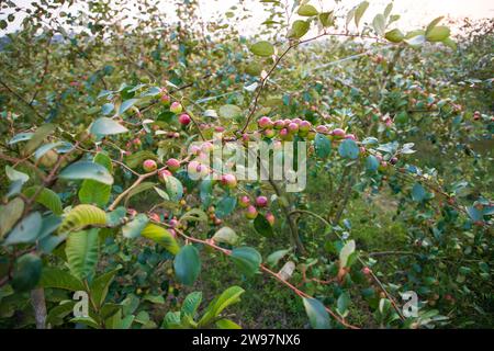 Obstbaum mit unreifen roten Jujube-Früchten oder Apfel kul Boroi im Herbstgarten Stockfoto