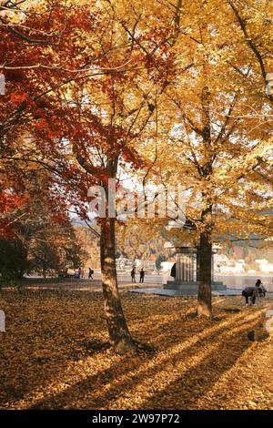 Koike Park, Kawaguchiko an einem goldenen Nachmittag im Herbst Stockfoto