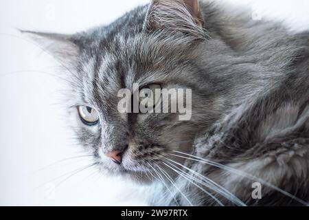 Porträt der entzückenden häuslichen flauschigen grauen Katze mit langen Barthaaren auf verschwommenem weißem Hintergrund in Nahaufnahme Stockfoto