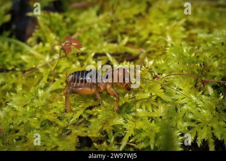 Detaillierte Nahaufnahme einer kalifornischen Kartoffelkäfer oder Jersusalem-Cricket, Stenopelmatus, der auf Moos sitzt Stockfoto