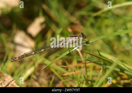 Detaillierte Nahaufnahme einer Blauen Damselfliege, Enallagma cyathigerum, die in der Vegetation thront Stockfoto