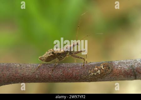 Natürliche detaillierte Nahaufnahme auf einer wohltuenden Baumjungfrau Himacerus apterus, die auf einem grünen Blatt sitzt Stockfoto