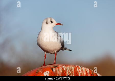 Eine Nahaufnahme einer schwarzköpfigen Möwe, die oben auf einem Rettungsring sitzt. Sie hat einen klaren Hintergrund Stockfoto