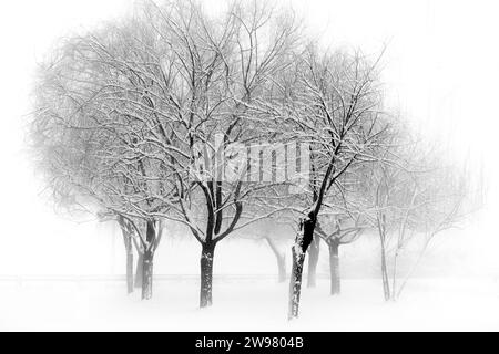 Ein Schwarzweißbild einer Winterlandschaft mit einigen schneebedeckten Bäumen im Vordergrund Stockfoto