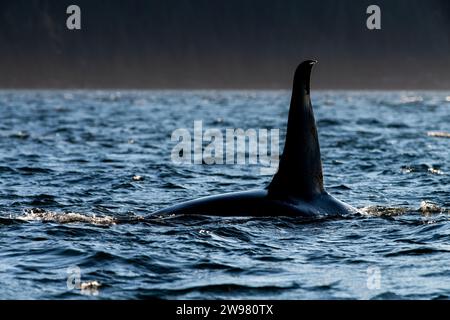 Eine große männliche Orca-Wal-Rückenflosse, Northern Vancouver Island, BC Kanada Stockfoto