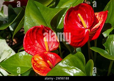 Sydney Australien, roter Blütenkopf einer Anthurium andraeanum- oder Flamingoblume Stockfoto