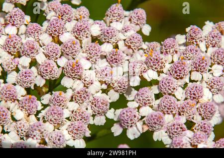 Sydney Australien, rosa blühende achillea millefolium oder gewöhnliche Schafgarbe im Garten Stockfoto