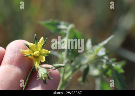 In der Handfläche zwischen den Fingern hält die Hand eines Mannes eine gelbe Blume einer Tomatenpflanze Foto Stockfoto