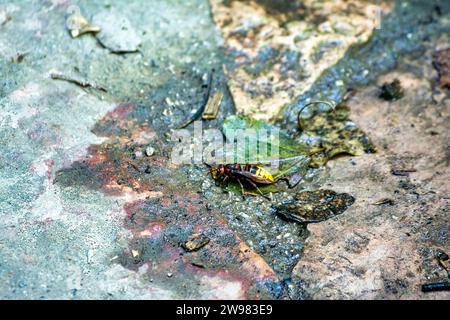 Wespe auf nasser Oberfläche und Blättern. Griechenland. Stockfoto