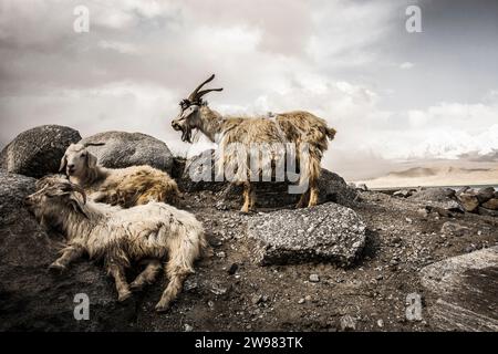 Bergziegen auf einem Felsvorsprung. Stockfoto