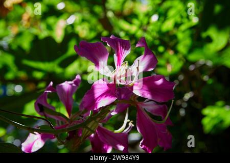 Nahaufnahme der purpurnen Bauhinia x blakeana Blüte in Blüte Stockfoto