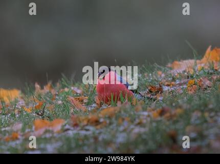 Bullfink im Herbst bläst an einem frostigen Tag. Stockfoto