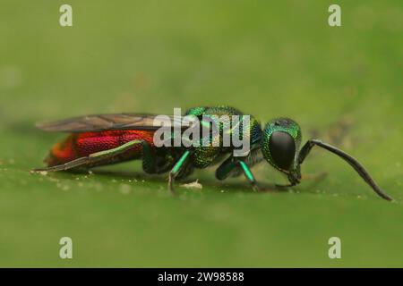 Detaillierte Nahaufnahme der farbenfrohen, kleinen goldenen oder der Rubinschwanzwespe Chrysis Ignita auf einem grünen Blatt Stockfoto