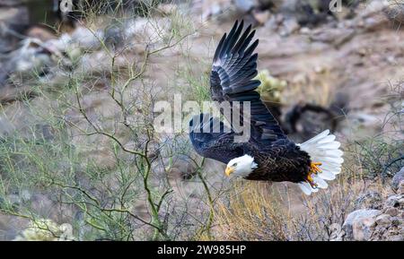 Eine Nahaufnahme eines amerikanischen Weißkopfseeadlers, der am Lower Salt River in Arizona abhebt Stockfoto