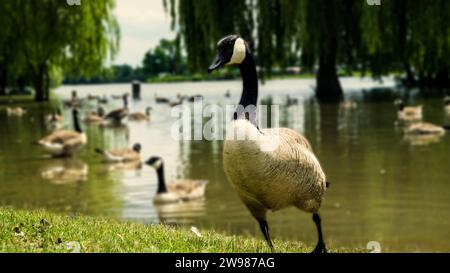 Eine Gruppe von Enten und Gänsen weidet gemütlich auf dem üppigen grünen Gras in der Nähe eines ruhigen Teichs in einer ruhigen Umgebung Stockfoto