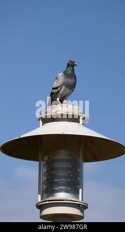 Ein kleiner Vogel, der auf einem hellen Pfosten vor einem klaren blauen Himmel thront Stockfoto