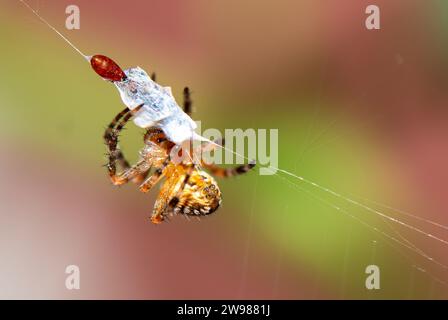 Eine schwarze Spinne mit einem markanten roten Kopf und weißem Gesicht sitzt in der Mitte eines Netzes vor einem natürlichen Holzhintergrund Stockfoto