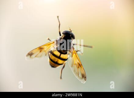 Eine Nahaufnahme einer Hornisse, die in der Nähe eines Glasfensters schwebt, mit Blick auf die Kameralinse Stockfoto