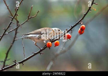 Ein kleiner Vogel, der auf einem Zweig eines Baumes hockt und einen Snack aus frisch gepflückten Beeren genießt Stockfoto