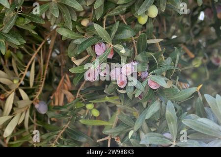 Oliven, die auf einem Baum Reifen. Antalya, Türkei. Stockfoto