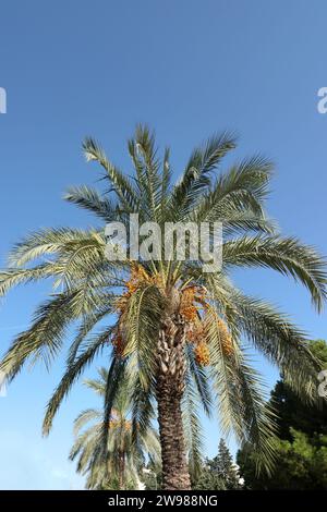 Palmen mit den Früchten des Datums in Antalya. Mit gelben Früchten. Vor dem Hintergrund des blauen Himmels. Stockfoto