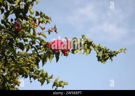 Das Geschäft der Blüte von Bugenvillia vor dem Hintergrund des blauen Himmels. Blühendes Büro von Bugenville. Die Gattung der immergrünen Pflanzen des Niktagins Stockfoto