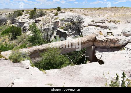 Die Agate Bridge, ein 110 Fuß langer versteinerter Holzstamm, der über eine Schlucht im Petrified Forest National Park liegt Stockfoto