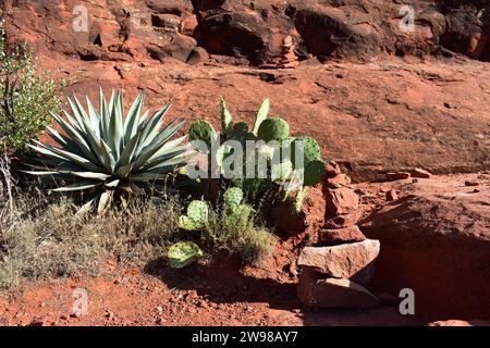 Kakteen und andere Wüstenvegetation am Berghang des Bell Rock in Sedona, Arizona Stockfoto