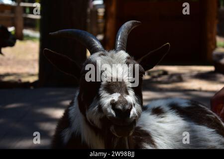 Nahaufnahme einer Ziege im Schatten im Bearizona Wildlife Park Stockfoto