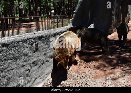 Mehrere Schwarzbären laufen in ihrem Gehege im Bearizona Wildlife Park herum Stockfoto