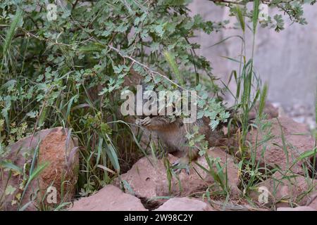 Ein niedliches Little Rock Eichhörnchen, das zwischen Felsen und Vegetation in der Nähe des Bright Angel Trail im Grand Canyon, AZ, nach Essen sucht Stockfoto