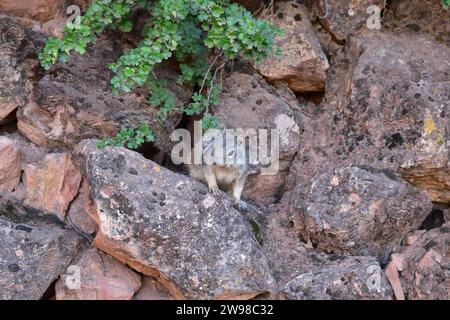 Ein niedliches Little Rock Eichhörnchen, das zwischen Felsen und Vegetation in der Nähe des Bright Angel Trail im Grand Canyon, AZ, nach Essen sucht Stockfoto