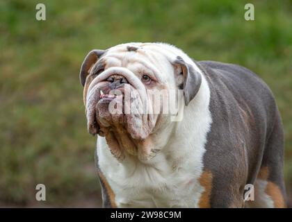 Kidderminster, Großbritannien. Dezember 2023. Wetter in Großbritannien: Yo ho ho! Eine charmante Bulldogge nimmt sich einen Moment Zeit, um an diesem trockenen, kühlen Weihnachtsmorgen den Vögeln zuzuhören. Quelle: Lee Hudson/Alamy Live News Stockfoto