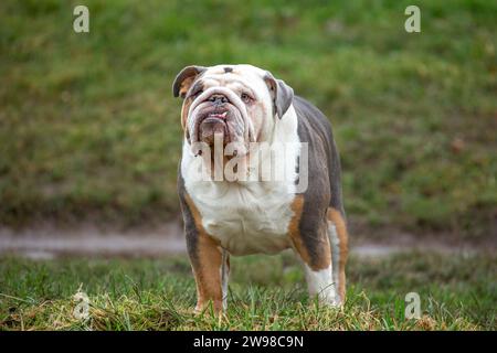 Kidderminster, Großbritannien. Dezember 2023. Wetter in Großbritannien: Yo ho ho! Eine charmante Bulldogge nimmt sich einen Moment Zeit, um an diesem trockenen, kühlen Weihnachtsmorgen den Vögeln zuzuhören. Quelle: Lee Hudson/Alamy Live News Stockfoto