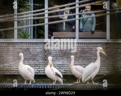 AMSTERDAM - Besucher von Artis am Weihnachtstag. Der älteste Zoo der Niederlande hüllt sich während der festlichen Monate in eine winterliche Atmosphäre. ANP REMKO DE WAAL niederlande raus - belgien raus Stockfoto