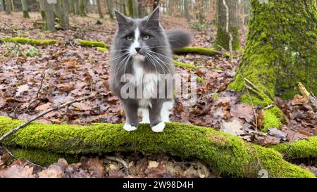 Eine majestätische norwegische Waldkatze in der Wildnis Deutschlands Stockfoto