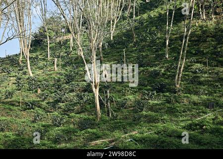 Kaffeebaum auf der Kaffeeplantage in der Landwirtschaft auf Doi Chang, Provinz Chiang Rai in Thailand. Stockfoto