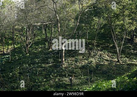 Kaffeebaum auf der Kaffeeplantage in der Landwirtschaft auf Doi Chang, Provinz Chiang Rai in Thailand. Stockfoto