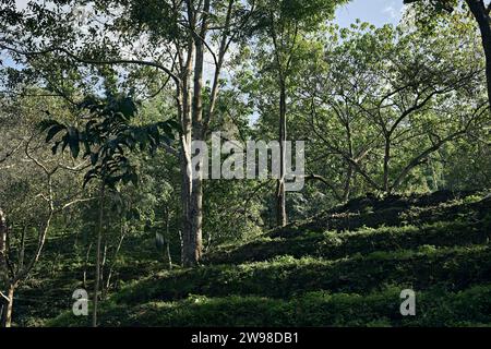 Kaffeebaum auf der Kaffeeplantage in der Landwirtschaft auf Doi Chang, Provinz Chiang Rai in Thailand. Stockfoto