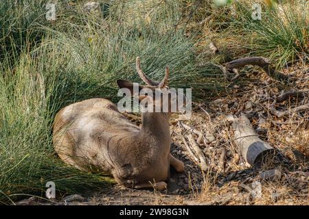 Ein eleganter Weißschwanzhirsch sitzt auf dem grasbewachsenen Boden. Stockfoto