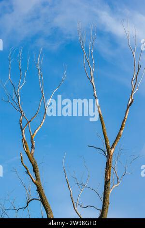 Trockener Stamm eines Weidenbaums vor blauem Himmel Stockfoto