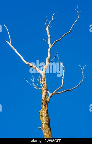 Trockener Stamm eines Weidenbaums vor blauem Himmel Stockfoto