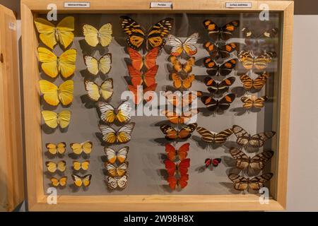 Schmetterlingssammlung der Familie Pieridae, Weltausstellung im EXPO-Museum in Postojna, Slowenien. Stockfoto