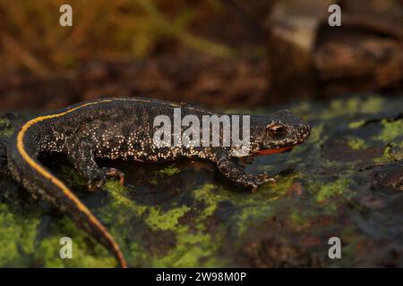 Natürliche Nahaufnahme auf einem jungen Balkanmolch, Triturus ivanbureschi, der auf Holz sitzt Stockfoto