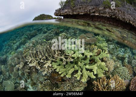 Eine spektakuläre Vielfalt an Korallen und Fischen gedeiht an einem flachen Korallenriff in Raja Ampat, Indonesien. Diese Region unterstützt eine hohe biologische Vielfalt der Meere. Stockfoto