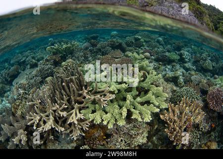 Eine spektakuläre Vielfalt an Korallen und Fischen gedeiht an einem flachen Korallenriff in Raja Ampat, Indonesien. Diese Region unterstützt eine hohe biologische Vielfalt der Meere. Stockfoto