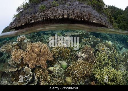 Eine spektakuläre Vielfalt an Korallen und Fischen gedeiht an einem flachen Korallenriff in Raja Ampat, Indonesien. Diese Region unterstützt eine hohe biologische Vielfalt der Meere. Stockfoto